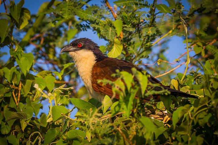 047 Botswana, Chobe NP, koperstaartspoorkoekoek.jpg